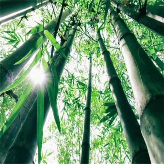 Bamboo Lyocell Yarn
